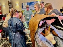 Participants in protective aprons practise calving techniques on a life-sized veterinary cow simulator at an indoor training event. Photo: Alexis Stockford