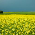 A field of flowering yellow canola in full bloom stretches across a flat Prairie landscape under a dark storm sky, with a tree line visible on the horizon. Photo: Canola Council of Canada
