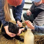 Fourth-year veterinary students tube feed a newborn beef calf on straw at the University of Saskatchewan's Livestock and Forage Centre of Excellence. Photo: supplied