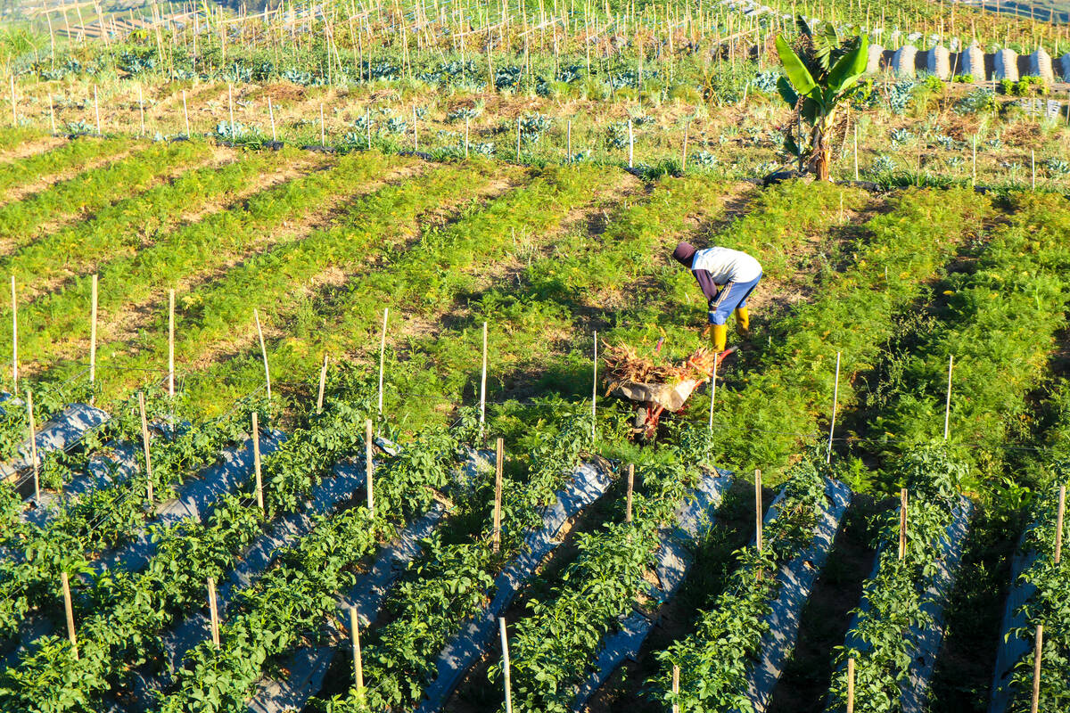 Aerial view of a smallholder farm in West Africa, with a farmer tending densely planted crop rows by hand. Photo: Sanusi-Mahfudh/iStock/Getty Images.
